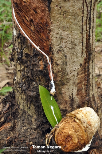 Malaysia, Taman Negara, Siamak Travels 12