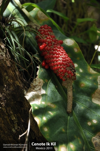 Mexico, Cenote Ik Kil, Siamak Travels 06