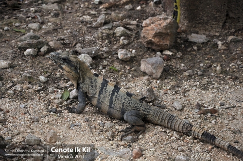 Mexico, Cenote Ik Kil, Siamak Travels 12