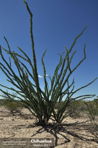 Mexico, Chihuahua, Siamak Travels 11