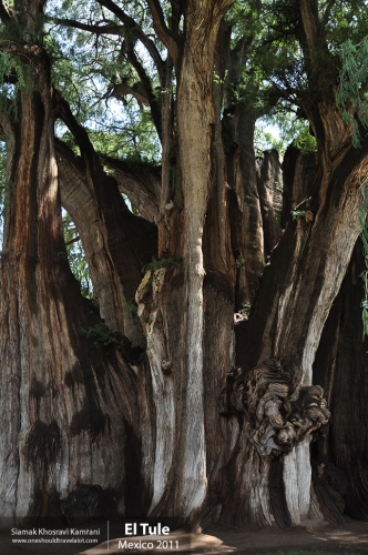 Mexico, El Tule, Siamak Travels 1