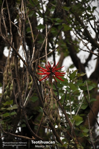 Mexico, Teotihuacan, Siamak Travels 11