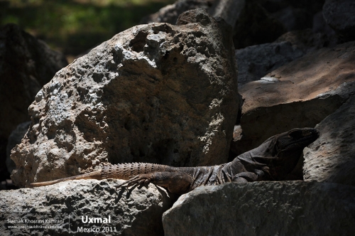 Mexico, Uxmal, Siamak Travels 10