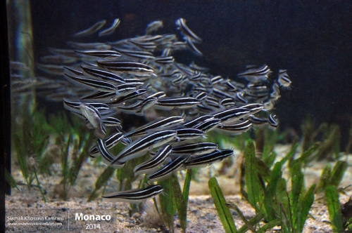 Monaco, Siamak Travels 07