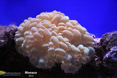 Monaco, Siamak Travels 12