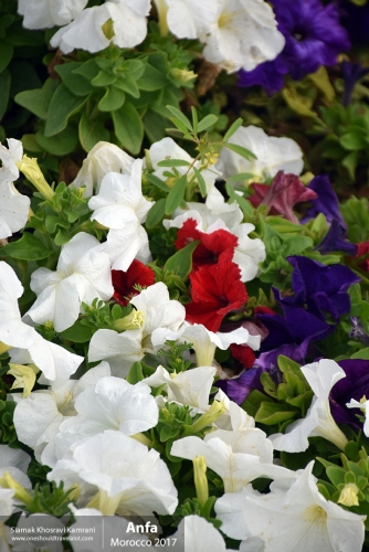 Morocco, Anfa, Siamak Travels 4