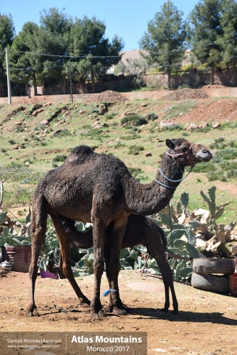 Morocco, Atlas Mountains, Siamak Travels 03