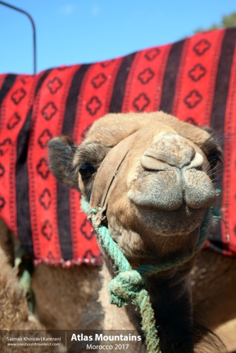 Morocco, Atlas Mountains, Siamak Travels 16