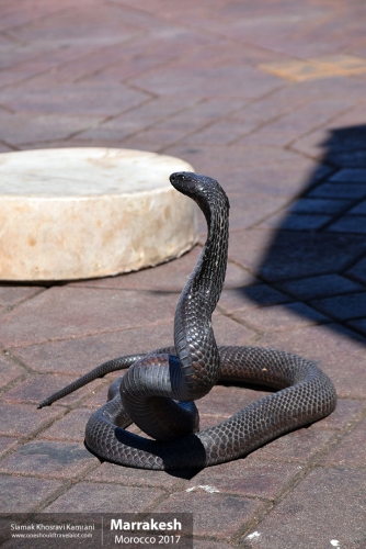 Morocco, Marrakesh, Siamak Travels 014