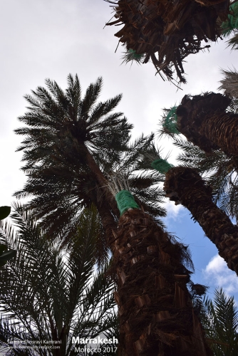 Morocco, Marrakesh, Siamak Travels 038