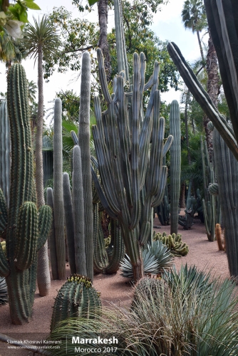 Morocco, Marrakesh, Siamak Travels 061