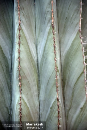Morocco, Marrakesh, Siamak Travels 063
