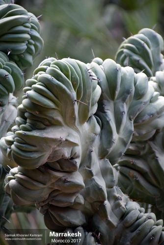 Morocco, Marrakesh, Siamak Travels 066