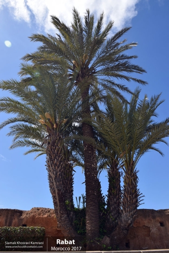 Morocco, Rabat, Siamak Travels 09