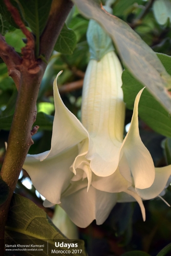 Morocco, Udayas, Siamak Travels 28