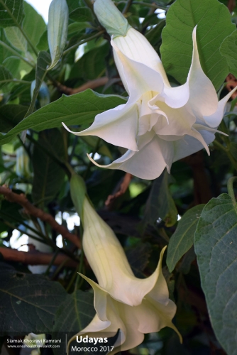 Morocco, Udayas, Siamak Travels 29