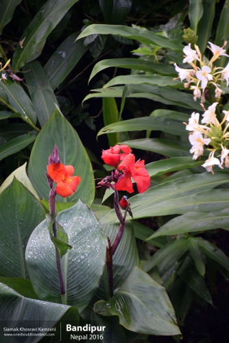 Nepal, Bandipur, Siamak Travels 16