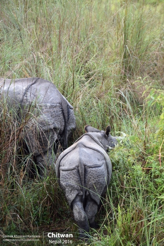 Nepal, Chitwan, Siamak Travels 01