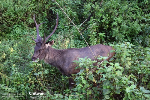 Nepal, Chitwan, Siamak Travels 02