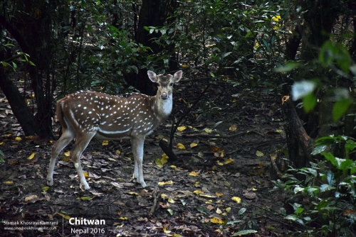 Nepal, Chitwan, Siamak Travels 03