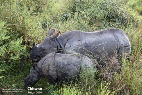 Nepal, Chitwan, Siamak Travels 11