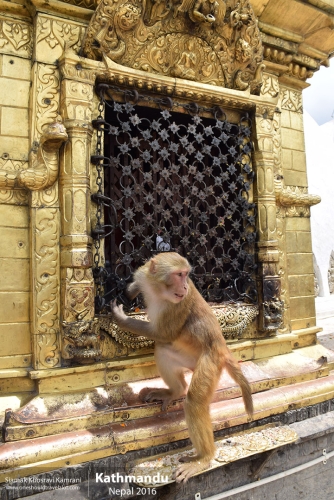 Nepal, Kathmandu, Siamak Travels 133