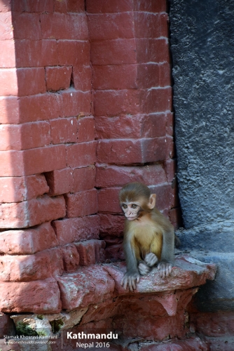 Nepal, Kathmandu, Siamak Travels 163