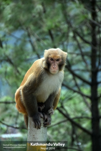 Nepal, Kathmandu Valley, Siamak Travels 14