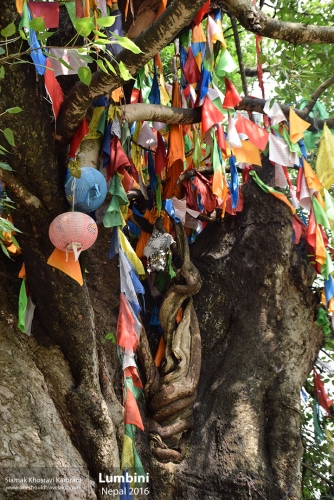 Nepal, Lumbini, Siamak Travels 06