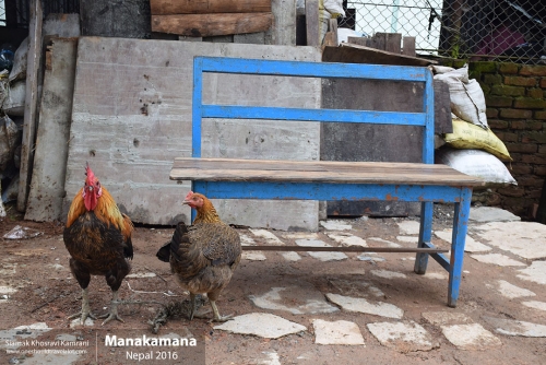 Nepal, Manakamana, Siamak Travels 48