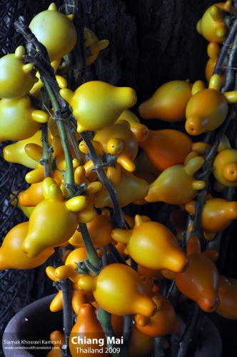 Thailand, Chiang Mai, Siamak Travels 035