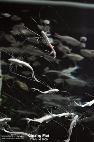 Thailand, Chiang Mai, Siamak Travels 107