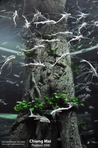 Thailand, Chiang Mai, Siamak Travels 114