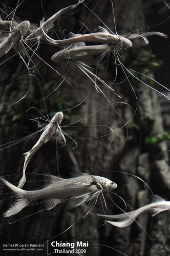 Thailand, Chiang Mai, Siamak Travels 115