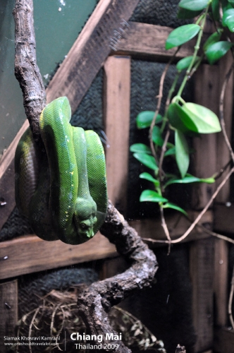 Thailand, Chiang Mai, Siamak Travels 117