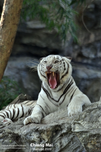 Thailand, Chiang Mai, Siamak Travels 124