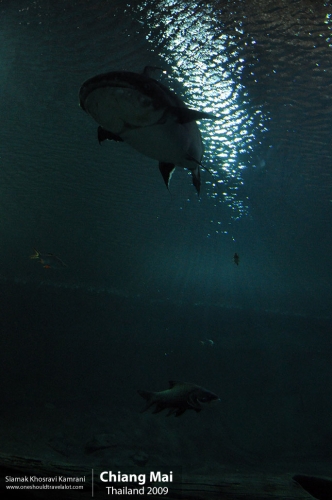 Thailand, Chiang Mai, Siamak Travels 126