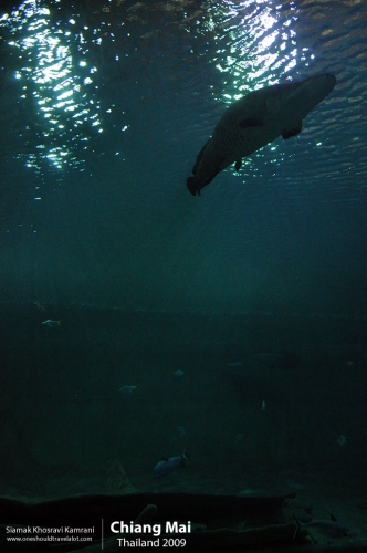 Thailand, Chiang Mai, Siamak Travels 127