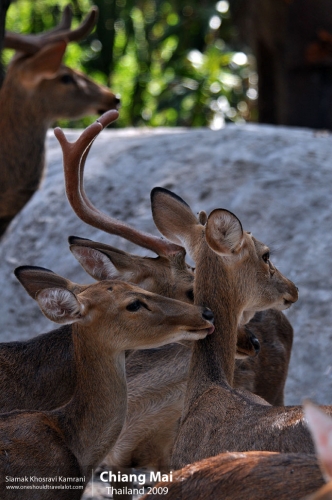 Thailand, Chiang Mai, Siamak Travels 136