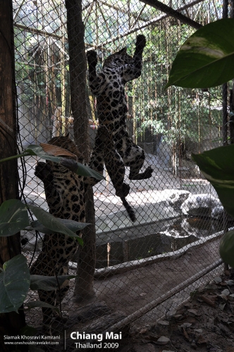 Thailand, Chiang Mai, Siamak Travels 142