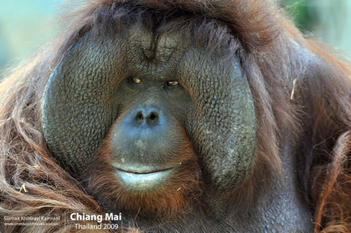 Thailand, Chiang Mai, Siamak Travels 145