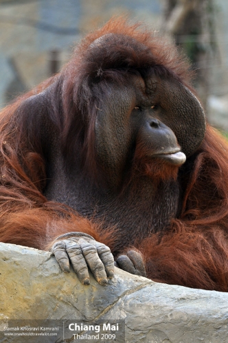 Thailand, Chiang Mai, Siamak Travels 146