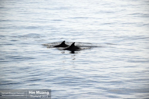 Thailand, Hin Muang, Siamak Travels 5