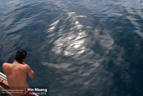 Thailand, Hin Muang, Siamak Travels 6