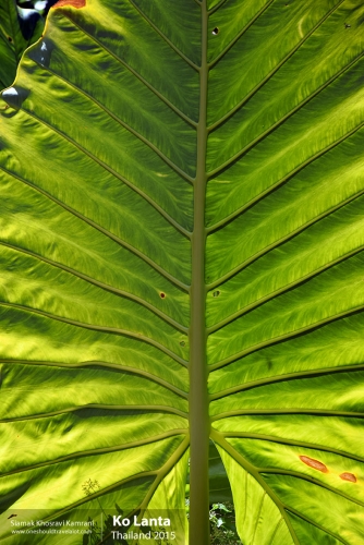 Thailand, Ko Lanta, Siamak Travels 01