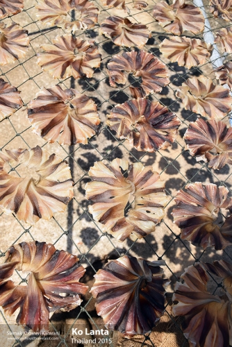 Thailand, Ko Lanta, Siamak Travels 12