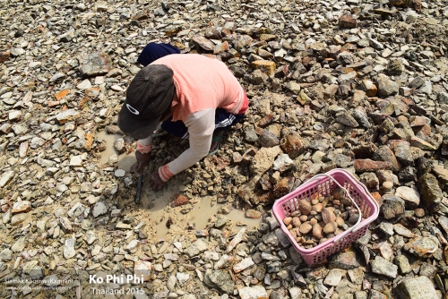 Thailand, Ko Phi Phi, Siamak Travels 1