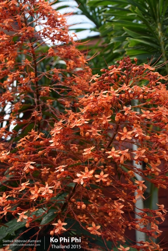 Thailand, Ko Phi Phi, Siamak Travels 2