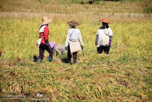 Thailand, Pai, Siamak Travels 22