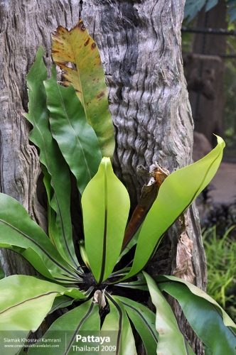 Thailand, Pattaya, Siamak Travels 004